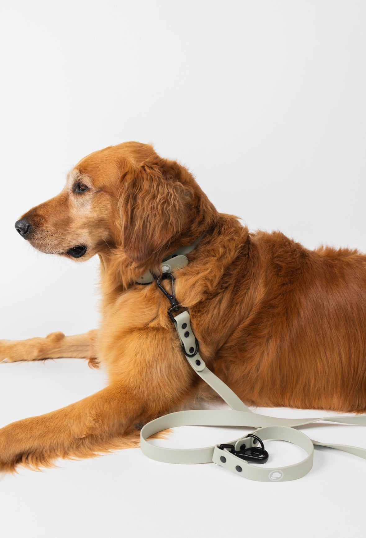 The Modern Dog Company - Taupe Beige Adjustable Leash