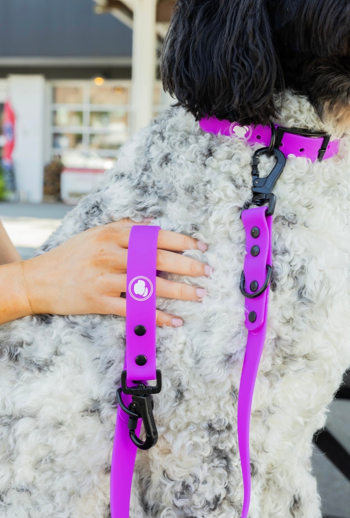 The Modern Dog Company - Electric Fuchsia Collar (Weather + Odor Resistant)