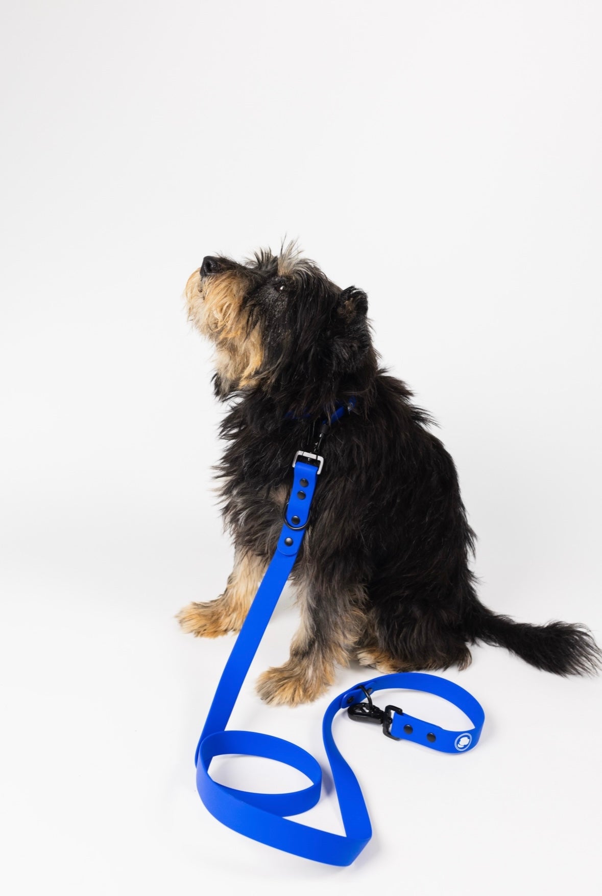The Modern Dog Company - Royal Blue Leash (Weather + Odor Resistant)