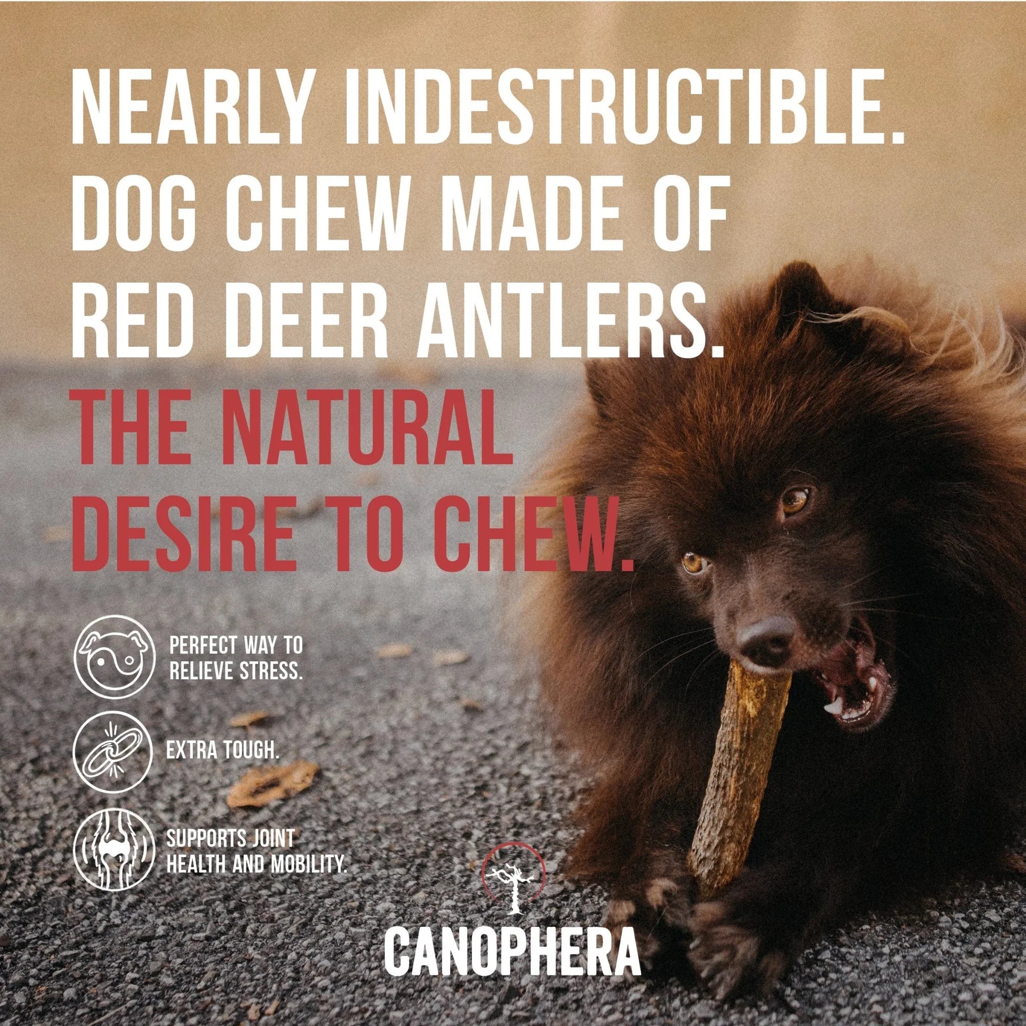 Canophera Red Deer Whole Antler