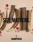 Canophera Red Deer Whole Antler