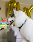 Play Pet Brands - Party Animal Fiesta Fetch Pinata