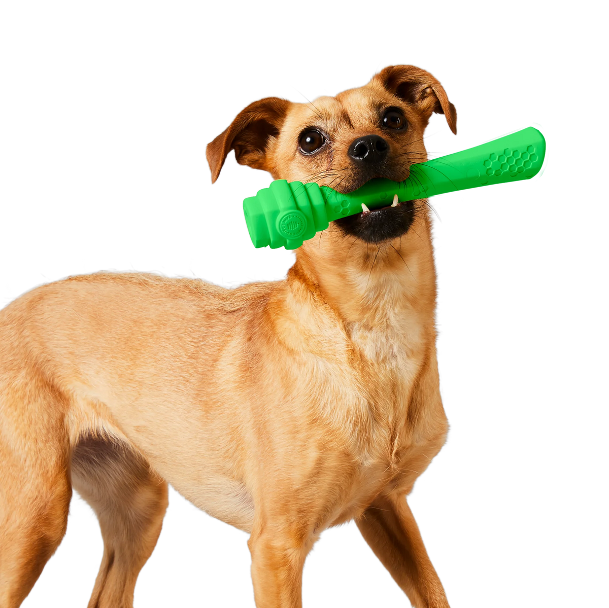 Fetch Sticks Project Hive Floating Fetch Stick - Tropical Coconut – The Modern Dog ...