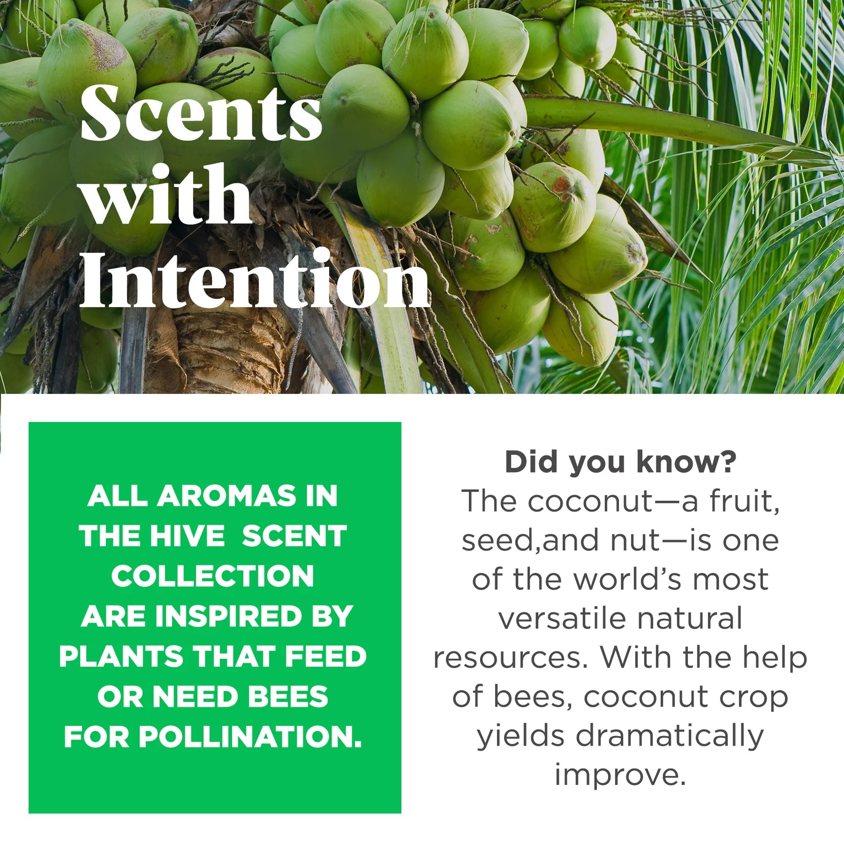 Project Hive Floating Stuff-able Hive - Tropical Coconut Scent