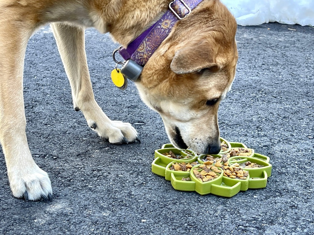 SodaPup Mandala Enrichment Tray