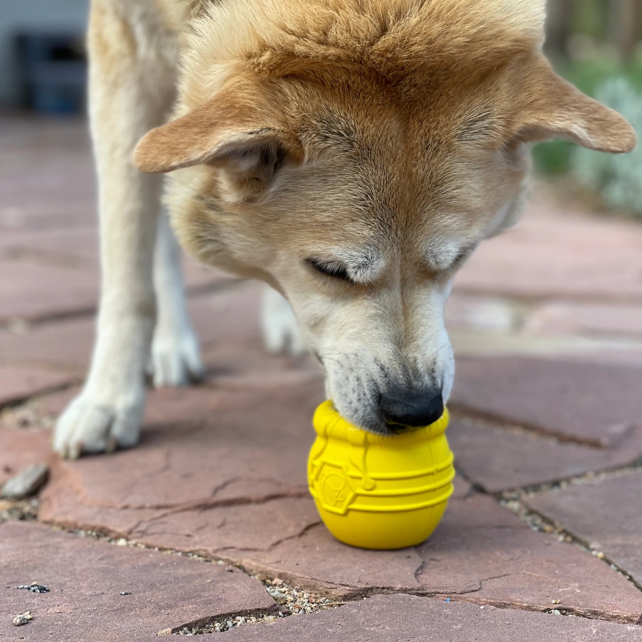 Sodapup Honey Pot Treat Dispenser & Enrichment Toy