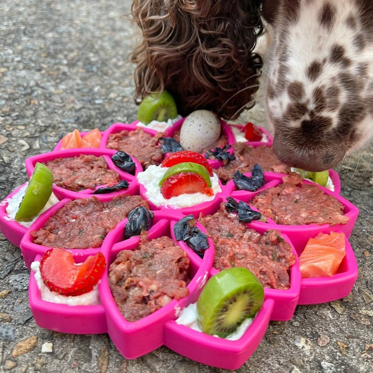 SodaPup Mandala Enrichment Tray