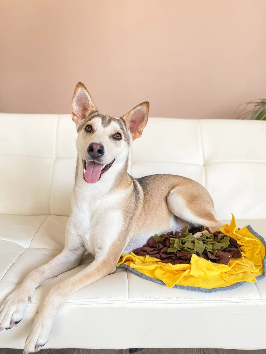 Injoya Sunflower Snuffle Mat | The Modern Dog Company Store