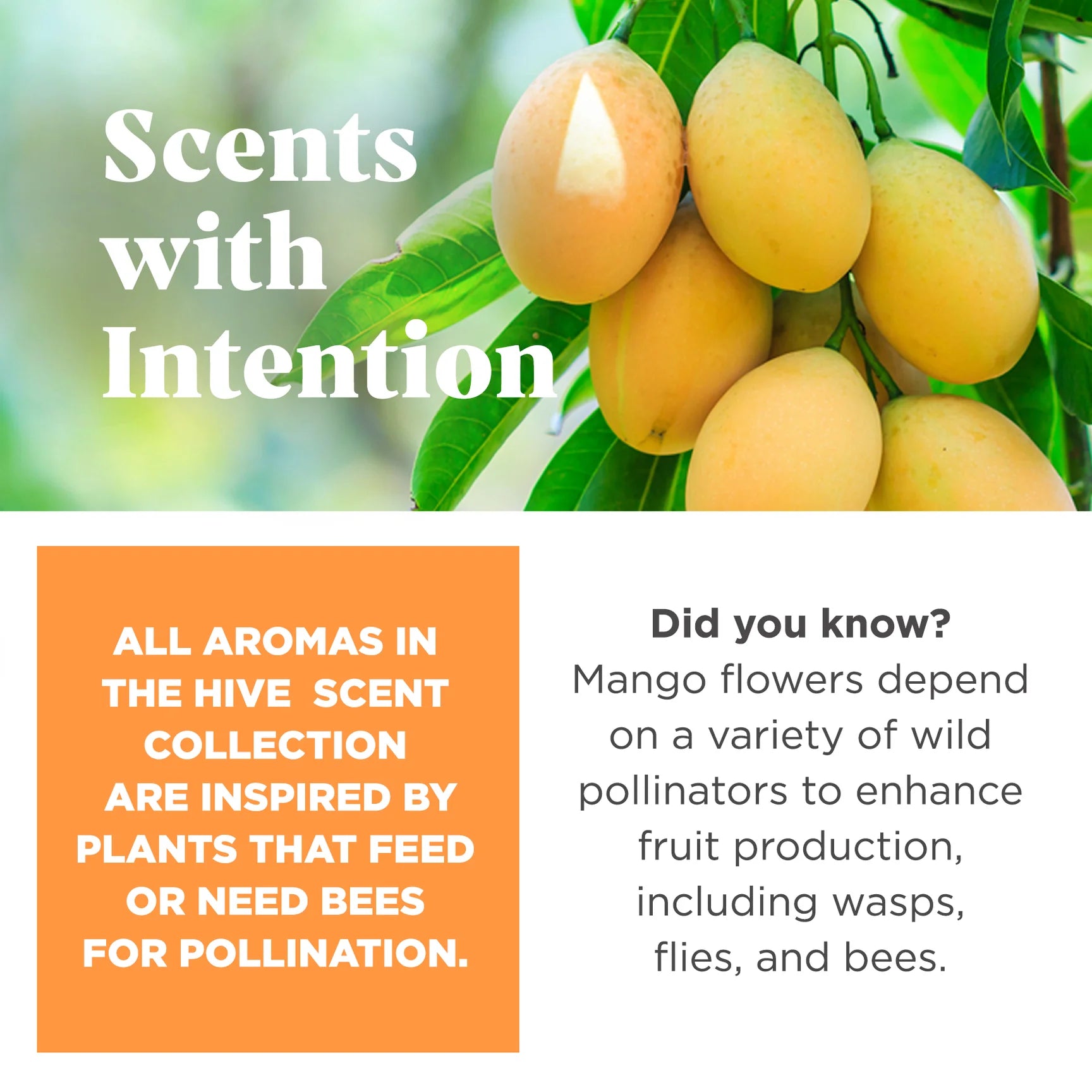 Project Hive Floating Stuff-able Hive - Sweet Mango Scent